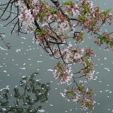 時が来れば咲く桜。