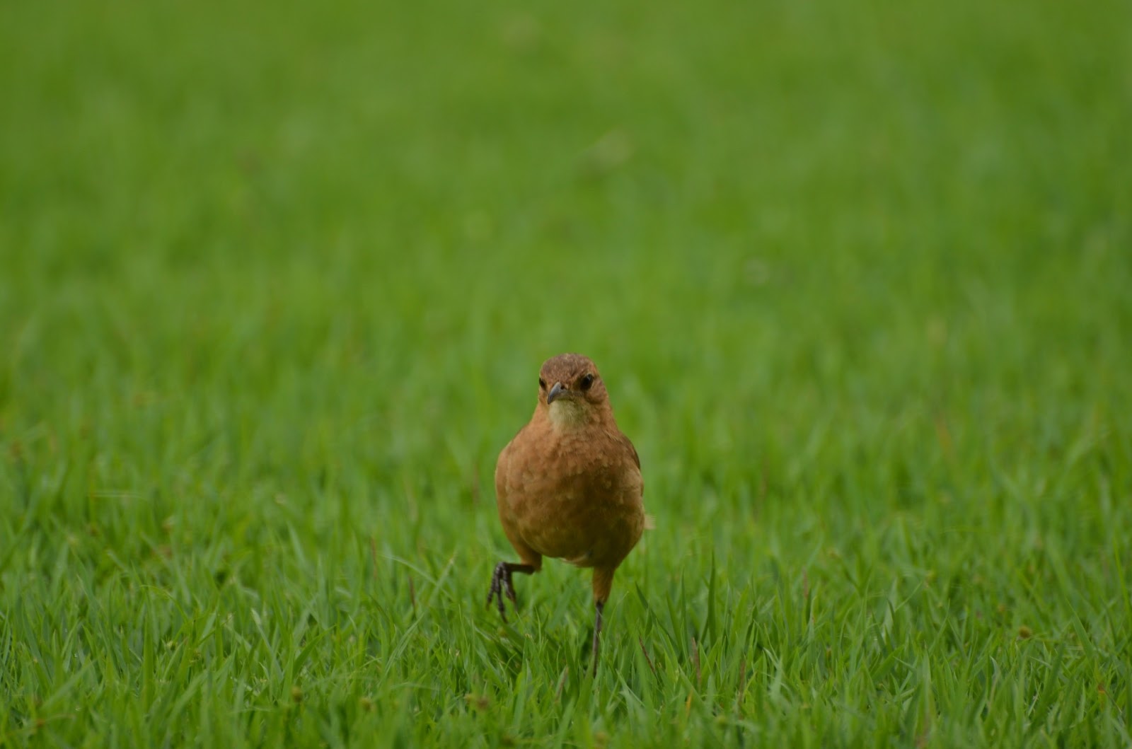 Keiichirou Koyano's Website