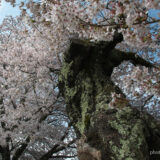 年をとると保守的になる。変革は、若者に。