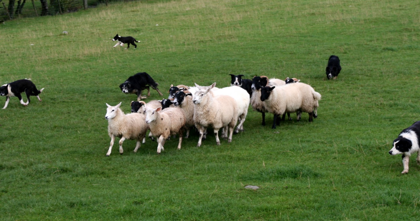 Keiichirou Koyano's Website