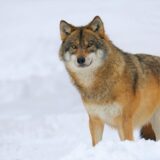 誇り高く