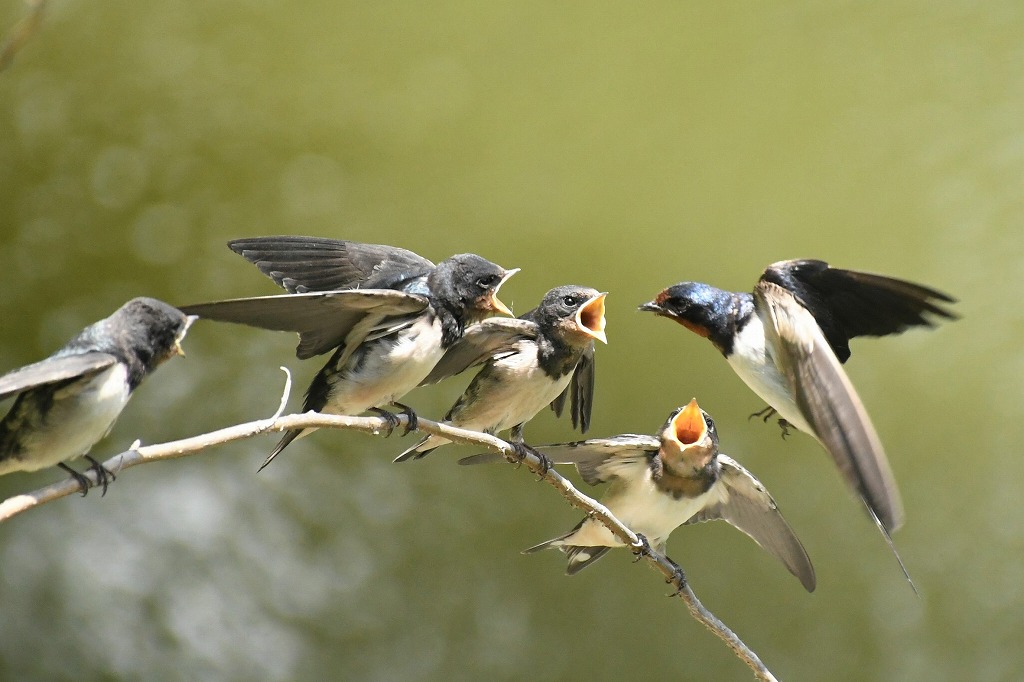 Keiichirou Koyano's Website