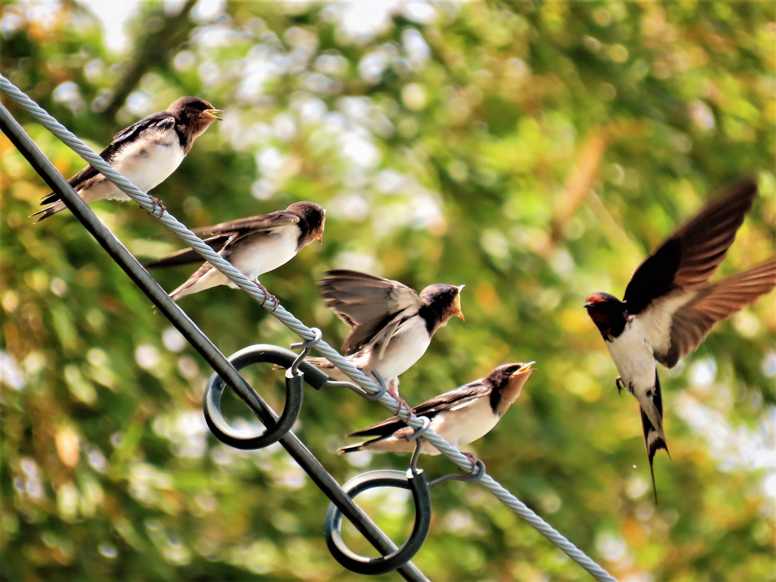 Keiichirou Koyano's Website