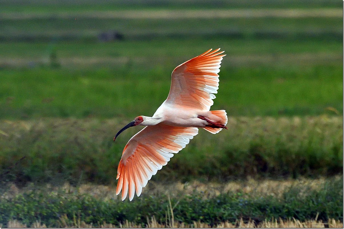 Keiichirou Koyano's Website