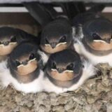 新しい革袋。