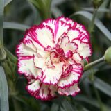 flores silvestres.El crecimiento no lo es todo.